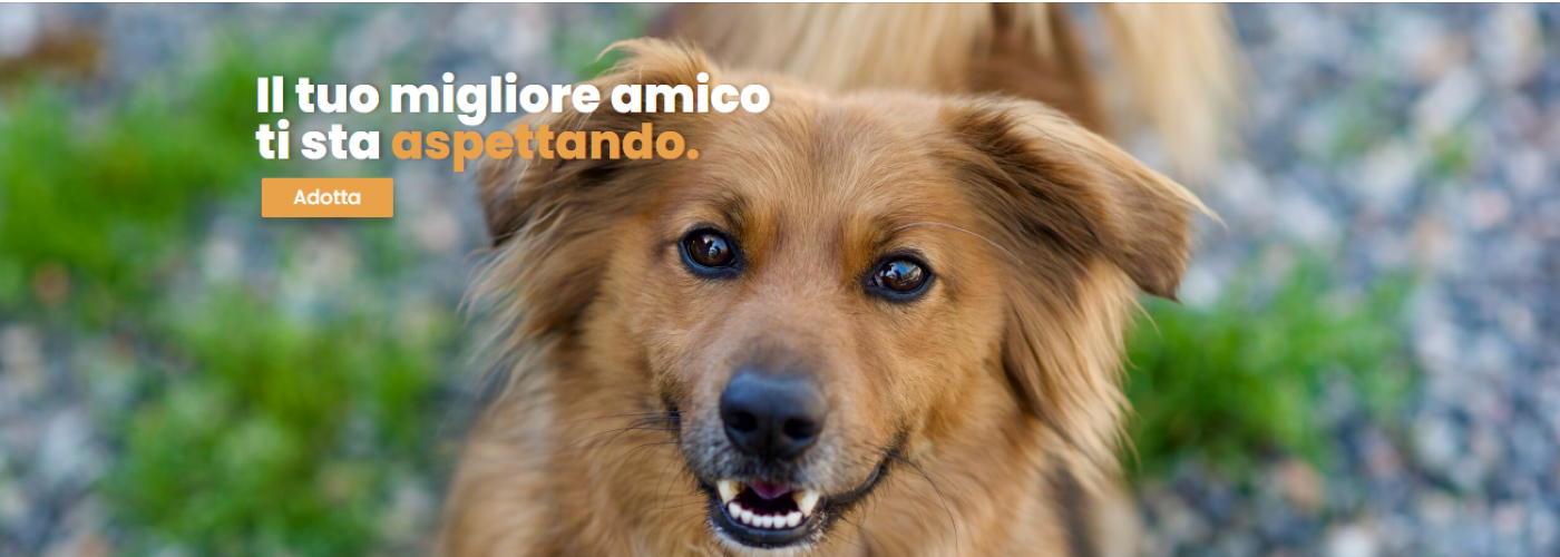 Un aiuto concreto per cani e gatti di canile: insieme per la loro salute